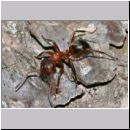 Formica -Serviformica- sanguinea - Blutrote Raubameise 33 9mm.jpg